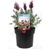 140mm Lavandula Silver Lining Love - Lavandula x hybrid