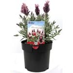 140mm Lavandula Silver Lining Love - Lavandula x hybrid