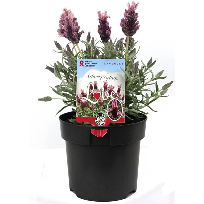 140mm Lavandula Silver Lining Love - Lavandula x hybrid