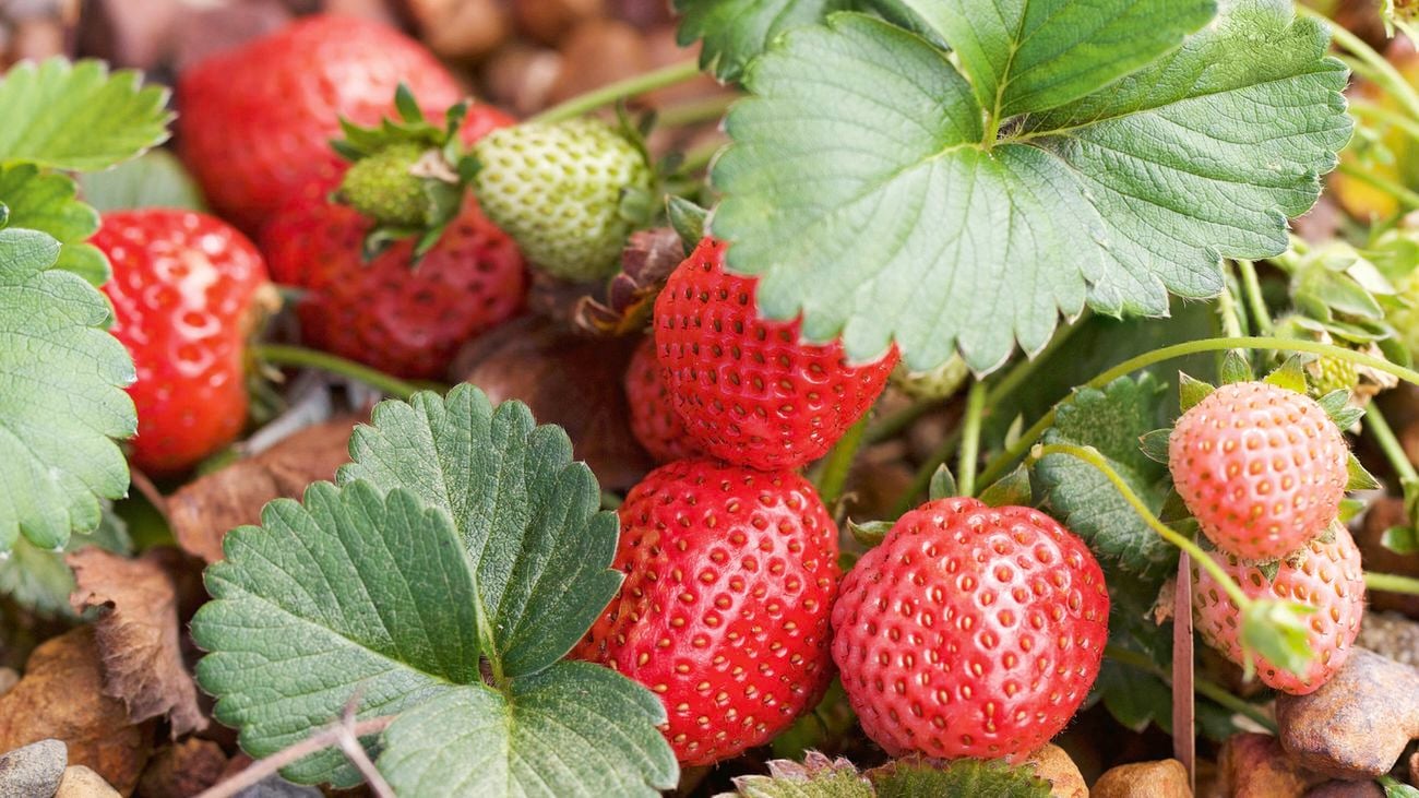 A close up of the leaves and fruit of a strawberry plant in a sensory garden