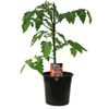 180mm Tomato Truss Sweet - Lycopersicon esculentum F1