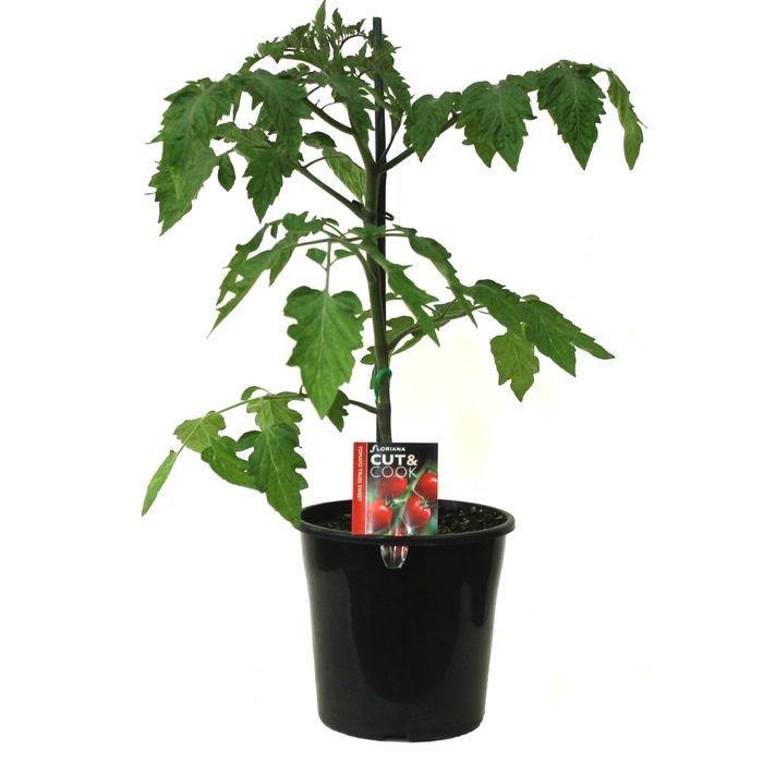 180mm Tomato Truss Sweet - Lycopersicon esculentum F1