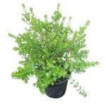 4L Coastal Rosemary Zena - Westringia fruticosa Zena