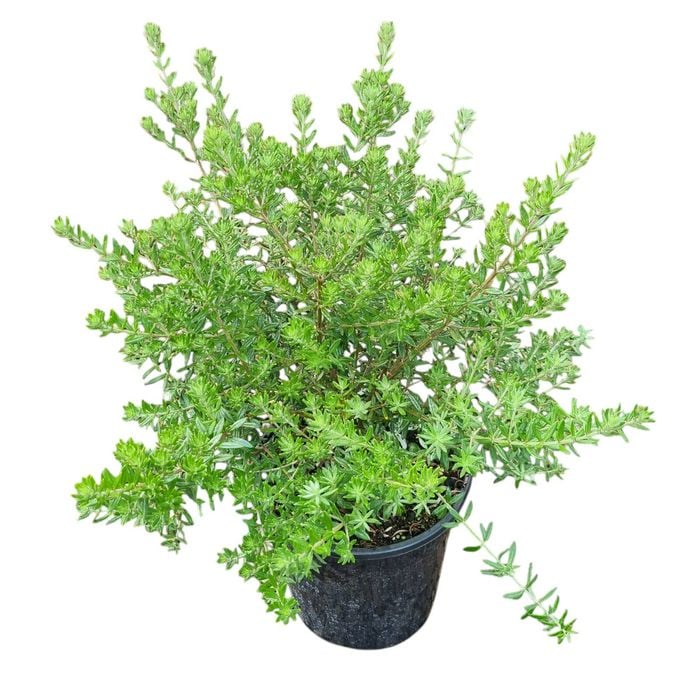 4L Coastal Rosemary Zena - Westringia fruticosa Zena