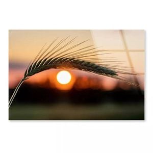 Barley Ear & Sunset  Print 100% Australian Made 90 x 60cm  (Acrylic)