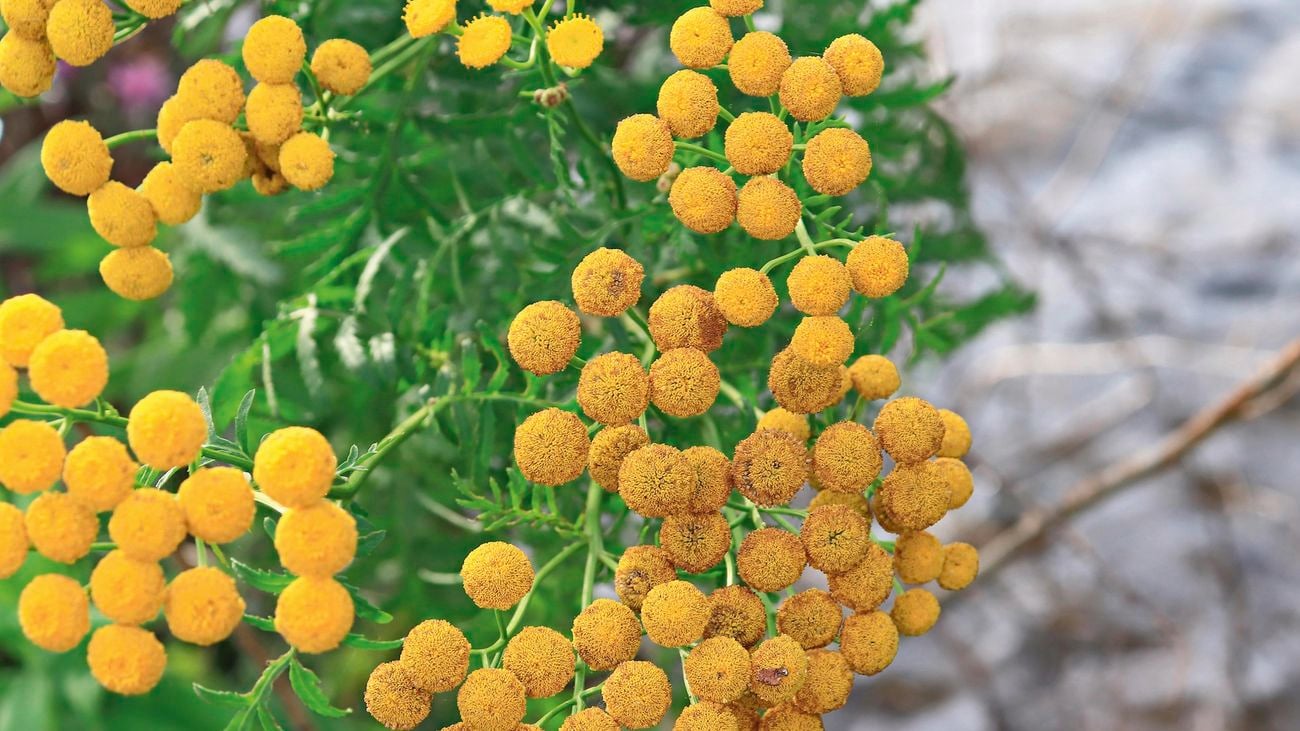 Close up of Yellow buttons 