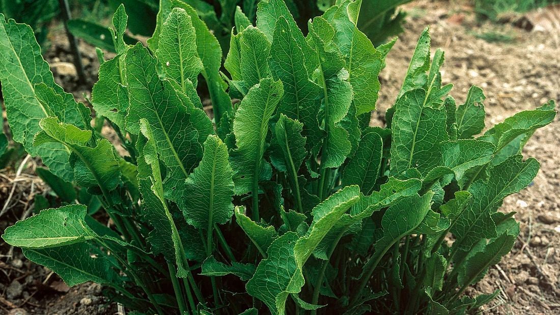 Horseradish plants growing in a garden bed
