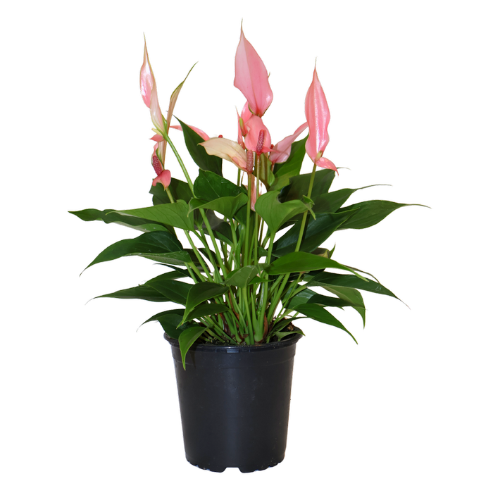 120mm Anthurium Lilli - Anthurium Andreanum