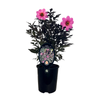 240mm Dahlia Mystic Dreamer - Dahlia