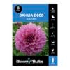 Bloomin' Bulbs Dahlia Sultan - 1 Pack