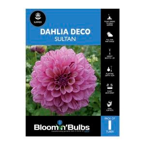Bloomin' Bulbs Dahlia Sultan - 1 Pack