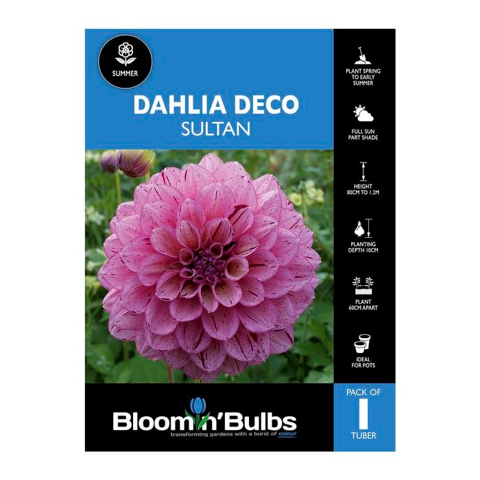 Bloomin' Bulbs Dahlia Sultan - 1 Pack