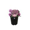 1.5L Petunia Rose Star - Petunia hybrida