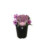 1.5L Petunia Rose Star - Petunia hybrida