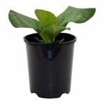 140mm Ruby Bergenia - Bergenia Bressingham Ruby