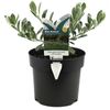 140mm Eremophila Blue Horizon - Eremophila glabra Prostrate