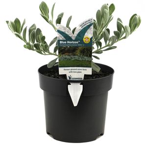 140mm Eremophila Blue Horizon - Eremophila glabra Prostrate