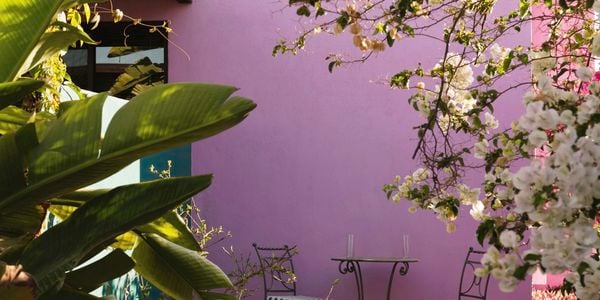Shot of an outdoor setting with the wall of a house painted purple