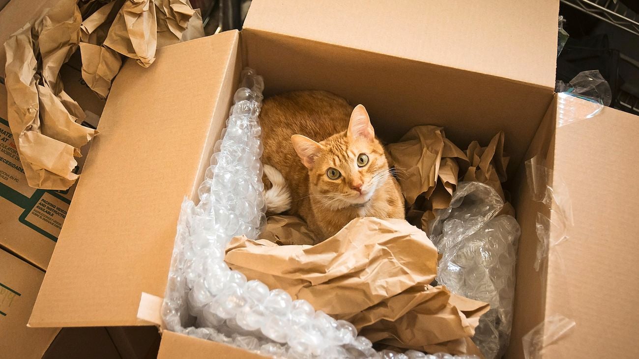 Ginger cat in a moving box