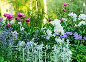 A flowering spring garden