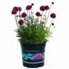 1.5L Scabiosa Crimson Clouds - Scabiosa atropurpurea