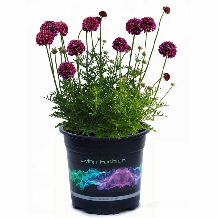 1.5L Scabiosa Crimson Clouds - Scabiosa atropurpurea
