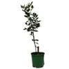 200mm Lime Indian - Citrus × aurantiifolia