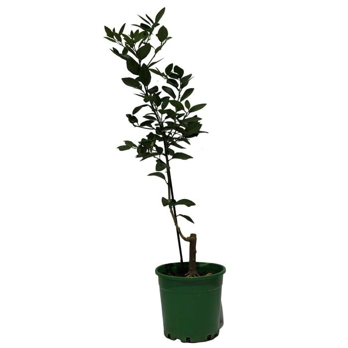 200mm Lime Indian - Citrus × aurantiifolia
