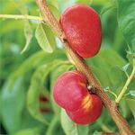 Bagged Multi Graft 2 Way Nectarine/Peach Okee Dokee - Prunus persica var. nucipersica & Prunus persica