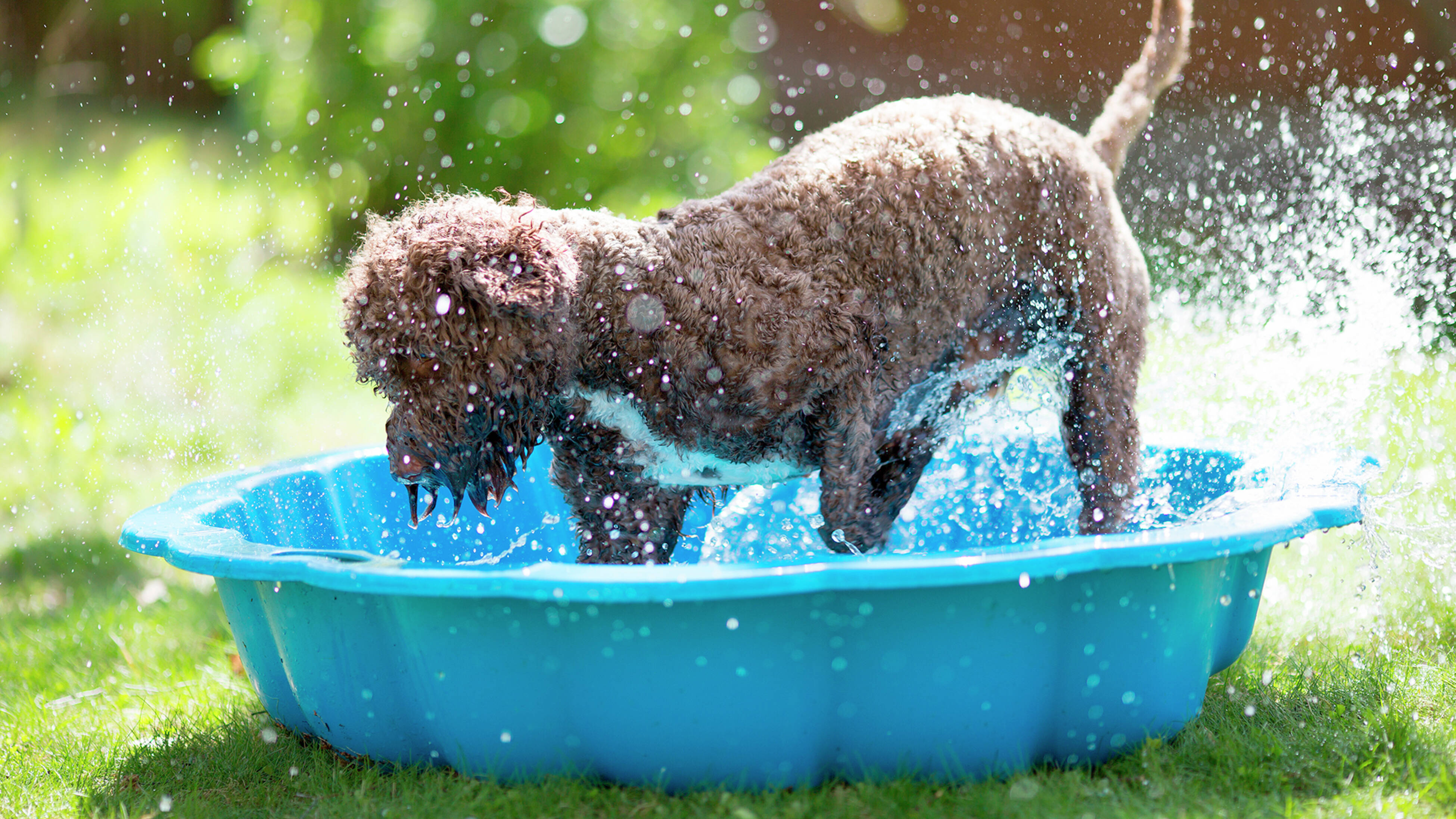 How to keep dogs cool in summer – a dog enjoying a cooling splash pool on a hot day