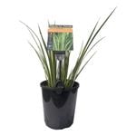 Plants for Ponds - 125mm Variegated Japanese Sweet Flag