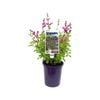 140mm Mexican Sage - Salvia HEATWAVE Sparkle