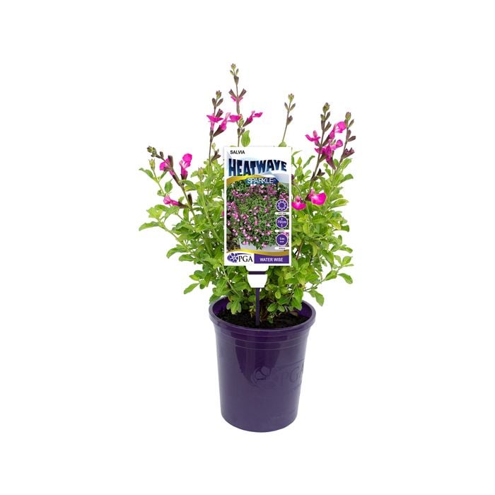 140mm Mexican Sage - Salvia HEATWAVE Sparkle