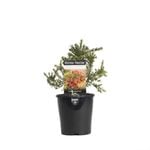 140mm Grevillea Winter Nectar - Grevillea hybrid