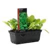 Spinach Ironman Punnet - Spinacia oleracea