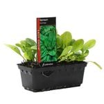 Spinach Ironman Punnet - Spinacia oleracea