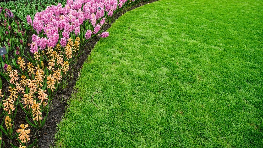 Curved flower bed of pink and orange hyacinths bordering a neatly mown green lawn.