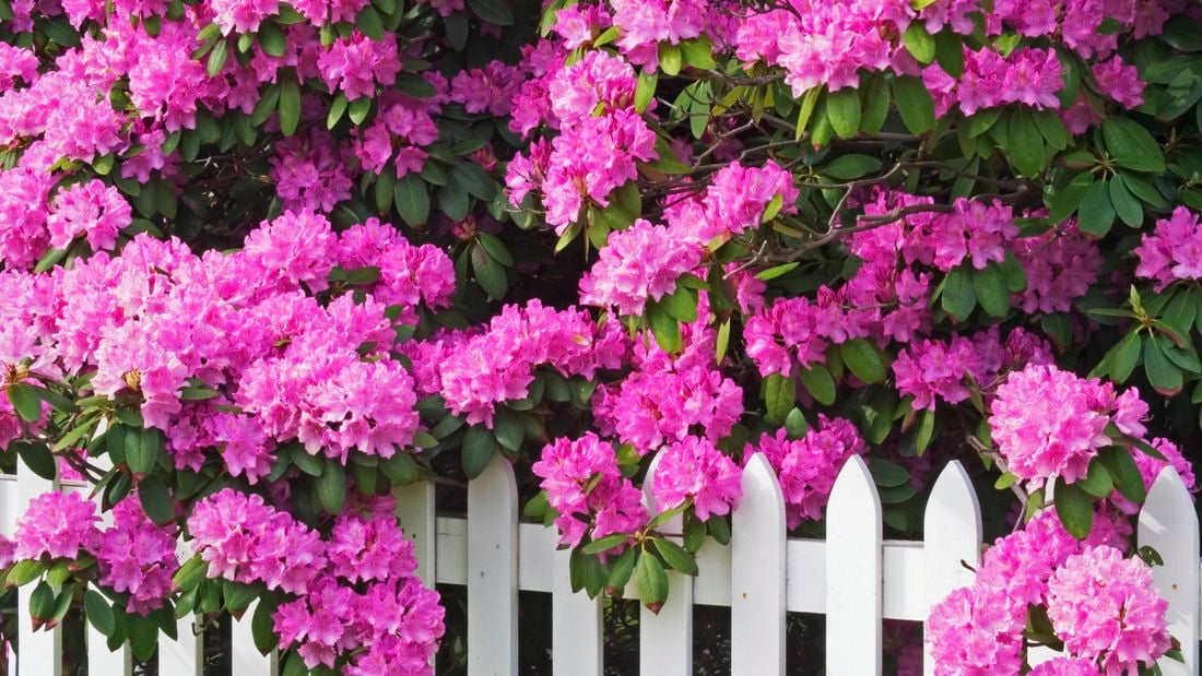 Close up of a vibrant pink rhododendron flower.