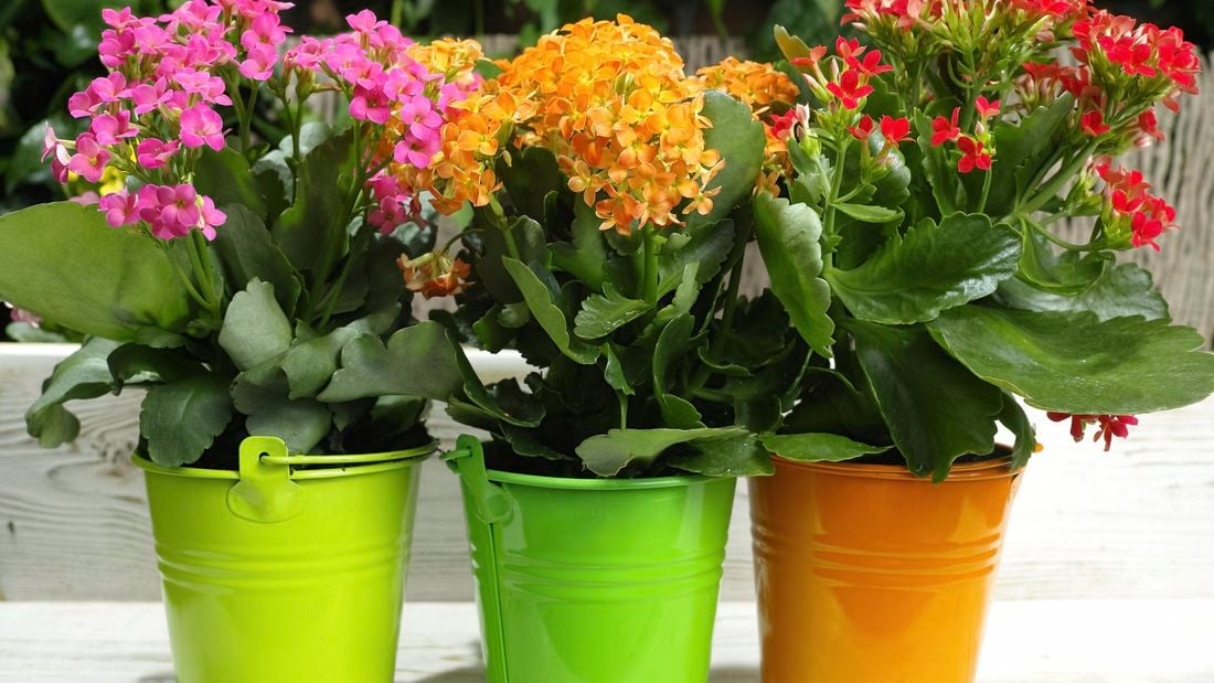 brightly coloured kalanchoe flowers in pots outside