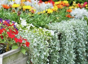 Raised garden bed with trailing silvery-green Dichondra foliage and colourful flowers.