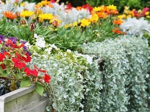 Raised garden bed with trailing silvery-green Dichondra foliage and colourful flowers.