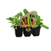 Punnet Silverbeet Five Colour Mix - Beta vulgaris