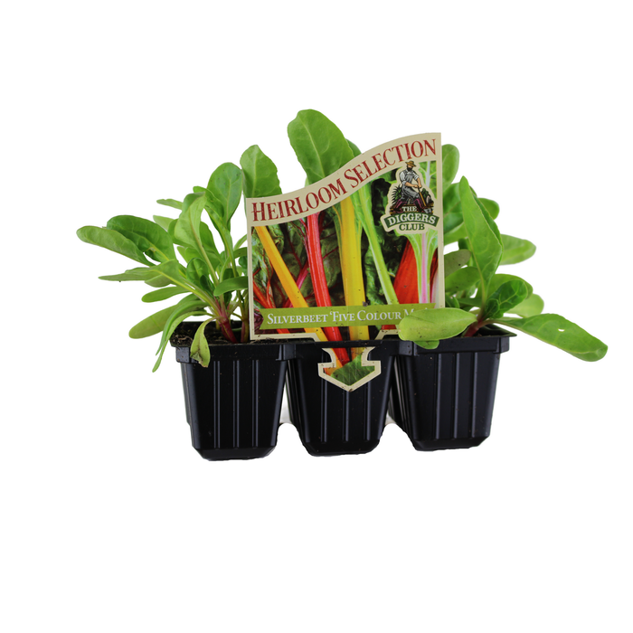 Punnet Silverbeet Five Colour Mix - Beta vulgaris
