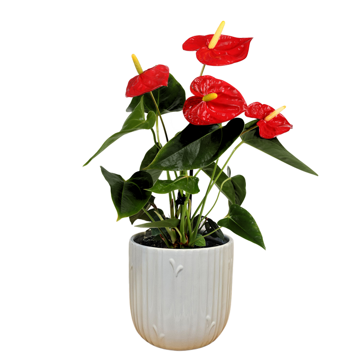 140mm Flamingo Plant - Anthurium andraeanum Red Winner In Ceramic