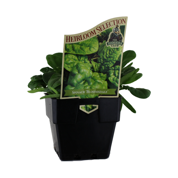 100mm Spinach Bloomsdale Heirloom - Spinacia oleracea