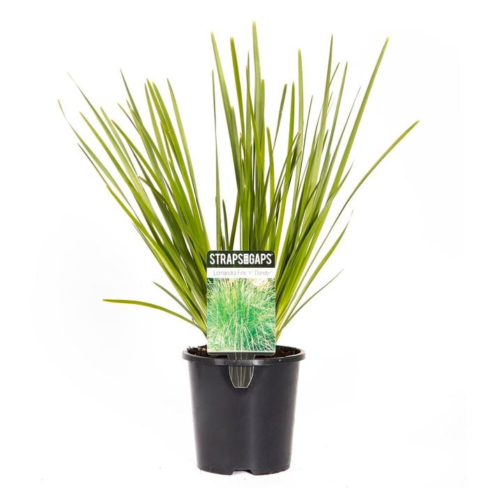 140mm Fine n' Dandy - Lomandra longifolia
