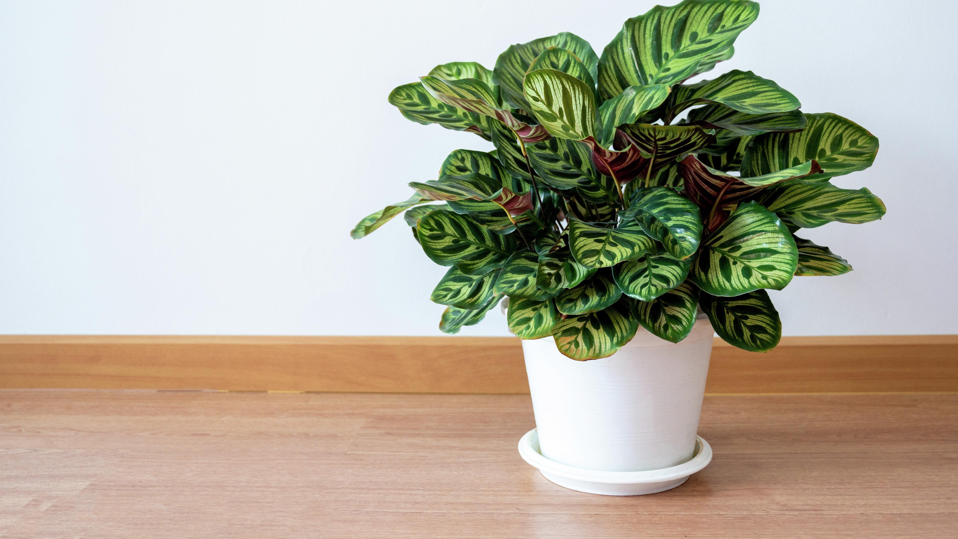 How To Grow Calathea - Bunnings Australia