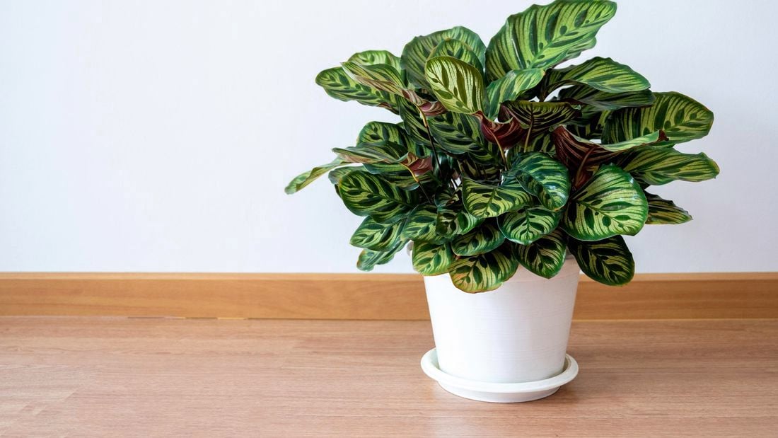Calathea plant in a white plant pot sitting on a wooden table