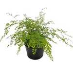 180mm Maidenhair Valley Mist - Adiantum aethiopicum