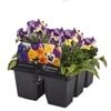 6 Cell Fusion Flowers Viola Rose Pink - Viola cornuta